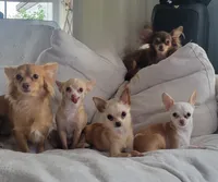 Mimosa, a  Chihuahua for sale in Deltona, FL – 4 of 7