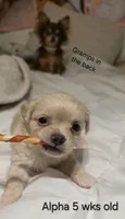 Alpha, a male Chihuahua for sale in Deltona, FL – 3 of 10