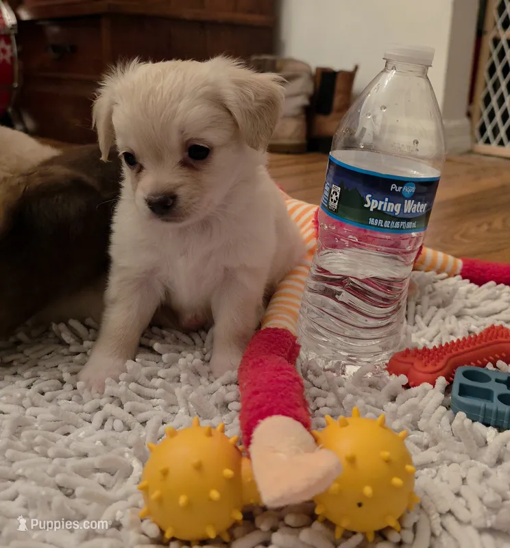 Mimosa – Chihuahua puppy for sale in Deltona, FL