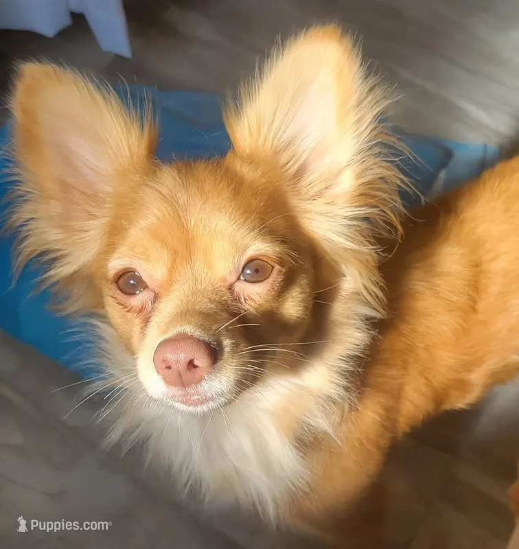 Lumi – Chihuahua puppy for sale in Deltona, FL