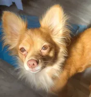 Lumi, a  Chihuahua for sale in Deltona, FL – 1 of 4