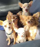 Mimosa, a  Chihuahua for sale in Deltona, FL – 7 of 7