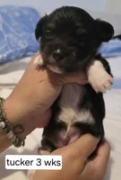 Tucker (Tux), a male Chihuahua for sale in Deltona, FL – 3 of 8