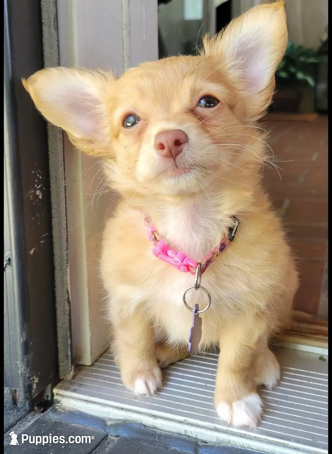 Mimosa, a female Chihuahua for sale in Deltona, FL – 9 of 10