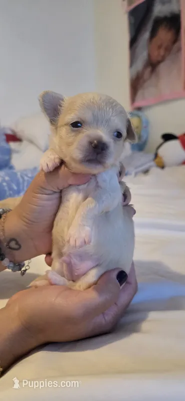 Alpha – Chihuahua puppy for sale in Deltona, FL