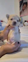 Alpha, a male Chihuahua for sale in Deltona, FL – 5 of 10