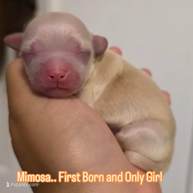 Mimosa – Chihuahua puppy for sale in Deltona, FL