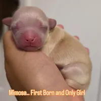 Mimosa, a female Chihuahua for sale in Deltona, FL – 7 of 10