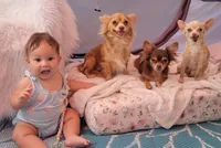 Mimosa, a  Chihuahua for sale in Deltona, FL – 6 of 7