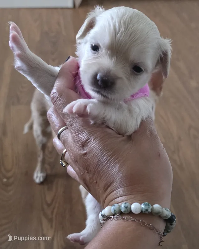 Mimosa – Chihuahua puppy for sale in Deltona, FL