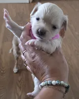 Mimosa, a female Chihuahua for sale in Deltona, FL – 3 of 10