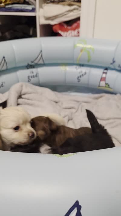 Mimosa, a female Chihuahua for sale in Deltona, FL – 8 of 10