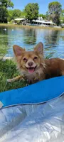 Mimosa, a  Chihuahua for sale in Deltona, FL – 2 of 7