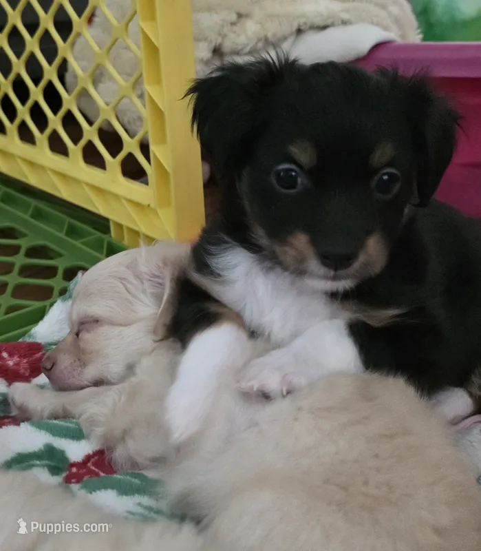 Tucker (Tux) – Chihuahua puppy for sale in Deltona, FL