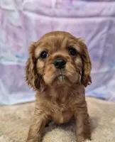 processed/cff9795f-790c-4e77-891b-29e4f5f72ee8/listing/51b18b14-df3d-470f-85e9-005c2dc6eb9a/06844b88-0422-4538-bc6e-63e0c93bb6ec