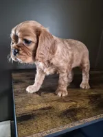 processed/cff9795f-790c-4e77-891b-29e4f5f72ee8/listing/51b18b14-df3d-470f-85e9-005c2dc6eb9a/318bd34b-567a-4b72-b3df-5f5f13ff65d9