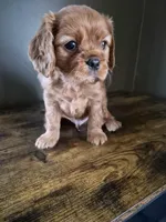 processed/cff9795f-790c-4e77-891b-29e4f5f72ee8/listing/51b18b14-df3d-470f-85e9-005c2dc6eb9a/8770d067-d607-4c5e-aac7-b143f6b4d5f6