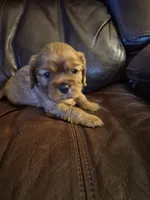 processed/cff9795f-790c-4e77-891b-29e4f5f72ee8/listing/51b18b14-df3d-470f-85e9-005c2dc6eb9a/be8d6942-52d1-47f8-b2f2-bded65c68f24