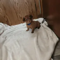 Red, a male Miniature Dachshund for sale in Nappanee, IN – Photo 4 of 4