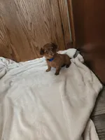 Red, a male Miniature Dachshund for sale in Nappanee, IN – Photo 4 of 4