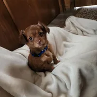 Red, a male Miniature Dachshund for sale in Nappanee, IN – Photo 1 of 4