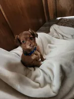 Red, a male Miniature Dachshund for sale in Nappanee, IN – Photo 1 of 4