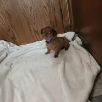 Red, a male Miniature Dachshund for sale in Nappanee, IN – Photo 3 of 4