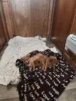 Red, a male Miniature Dachshund for sale in Nappanee, IN – Photo 2 of 4