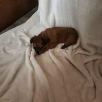 Rusty , a male Miniature Dachshund for sale in Nappanee, IN – Photo 2 of 5