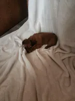 Rusty , a male Miniature Dachshund for sale in Nappanee, IN – Photo 2 of 5