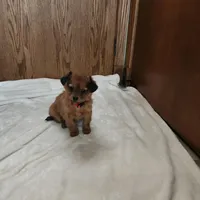 Rusty , a male Miniature Dachshund for sale in Nappanee, IN – Photo 1 of 5