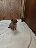 Rusty , a male Miniature Dachshund for sale in Nappanee, IN – Photo 1 of 5