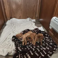Rusty , a male Miniature Dachshund for sale in Nappanee, IN – Photo 5 of 5