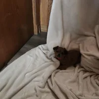 Rusty , a male Miniature Dachshund for sale in Nappanee, IN – Photo 4 of 5