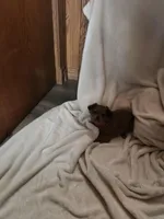 Rusty , a male Miniature Dachshund for sale in Nappanee, IN – Photo 4 of 5