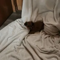 Rusty , a male Miniature Dachshund for sale in Nappanee, IN – Photo 3 of 5