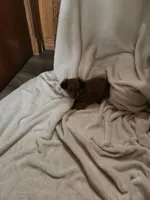 Rusty , a male Miniature Dachshund for sale in Nappanee, IN – Photo 3 of 5