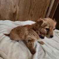 Rose , a female Miniature Dachshund for sale in Nappanee, IN – Photo 1 of 5