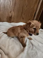 Rose , a female Miniature Dachshund for sale in Nappanee, IN – Photo 1 of 5