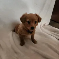 Rose , a female Miniature Dachshund for sale in Nappanee, IN – Photo 3 of 5