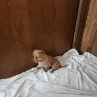 Rose , a female Miniature Dachshund for sale in Nappanee, IN – Photo 2 of 5