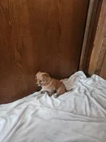 Rose , a female Miniature Dachshund for sale in Nappanee, IN – Photo 2 of 5