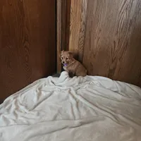 Rose , a female Miniature Dachshund for sale in Nappanee, IN – Photo 4 of 5