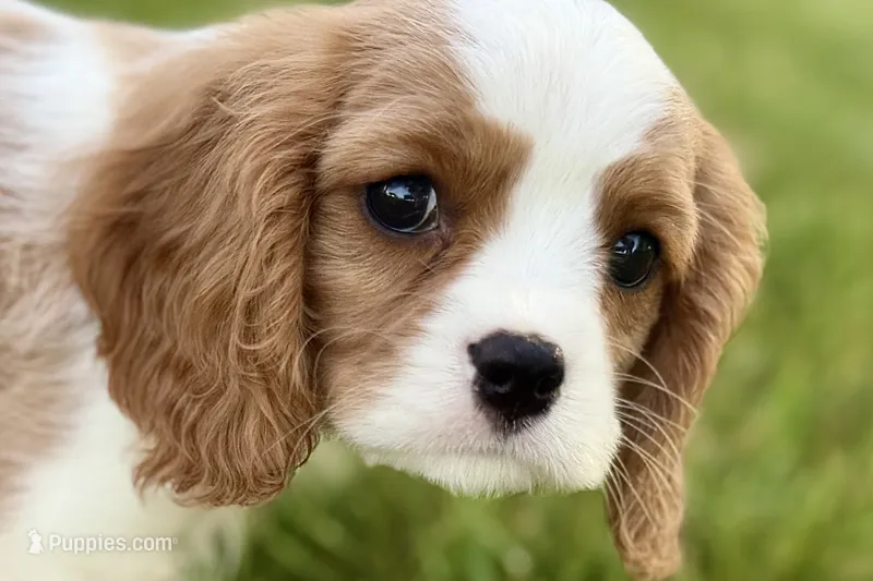 Rocky – Cavalier King Charles Spaniel puppy for sale in Sturgis, MI