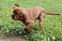 Mars, a male Cavalier King Charles Spaniel for sale in Sturgis, MI – 7 of 10