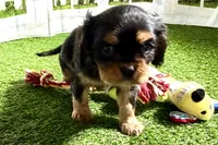 Willy, a male Cavalier King Charles Spaniel for sale in Sturgis, MI – Photo 3 of 9