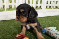 Willy, a male Cavalier King Charles Spaniel for sale in Sturgis, MI – Photo 7 of 9