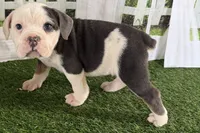 Willy, a male Cavalier King Charles Spaniel for sale in Sturgis, MI – Photo 8 of 9