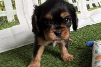 Willy, a male Cavalier King Charles Spaniel for sale in Sturgis, MI – Photo 2 of 9