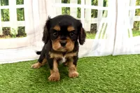 Willy, a male Cavalier King Charles Spaniel for sale in Sturgis, MI – Photo 6 of 9